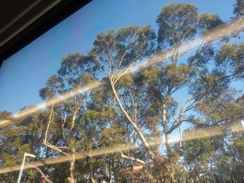 Low angle view of trees against sky