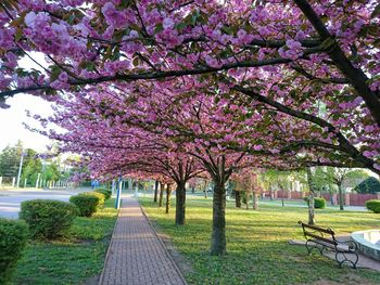 Pink cherry blossoms in park