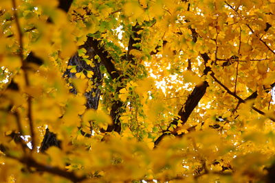 Low angle view of yellow flowering plants