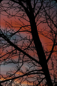 Low angle view of silhouette bare tree against sky