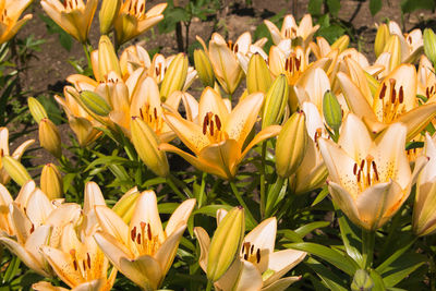 Fantastic flowerbed of lilium in the garden