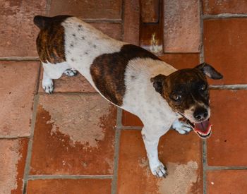 Dog standing outdoors