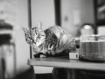 Close-up of cat on table