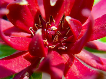 Close-up of pink rose flower