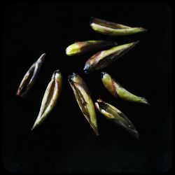 High angle view of chili pepper against black background