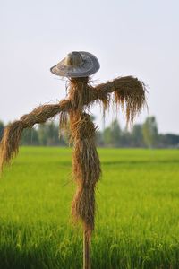 Coconut palm tree on field against sky