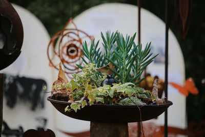 Close-up of potted plant on table