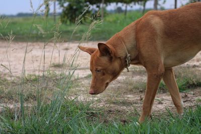 View of a dog on field