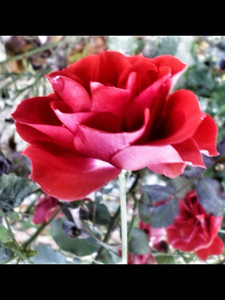 flower, petal, flower head, fragility, freshness, transfer print, close-up, growth, beauty in nature, focus on foreground, red, auto post production filter, blooming, nature, plant, single flower, rose - flower, in bloom, day, blossom