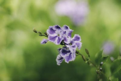 Close-up of insect on purple flower