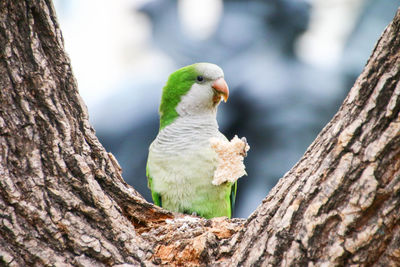 Close-up of parrot holding food on tree