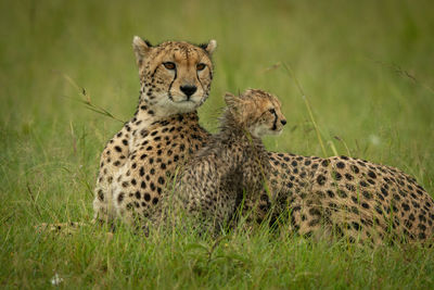 Cheetah lies with wet cub in rain