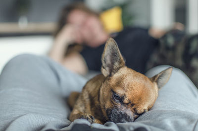 Selective focus on a cute chihuahua lying between owner's legs. blurred background of a woman on a c