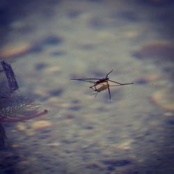 Close-up of insect against blurred background
