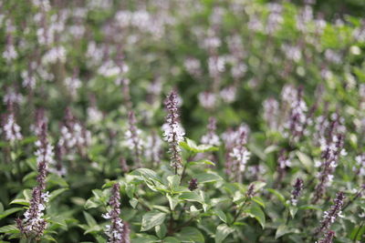 Close-up of purple flowering plant