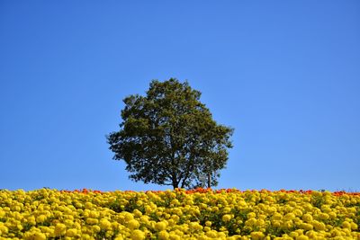 Single tree in yellow flowering plant on field against clear blue sky