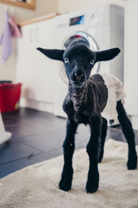 Portrait of kid goat standing on textile at home