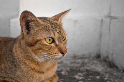 Close-up of a cat looking away