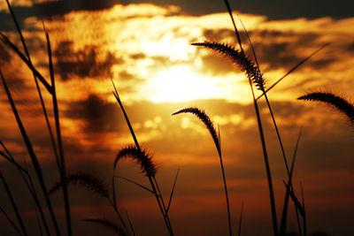 Close-up of silhouette plants against sky during sunset