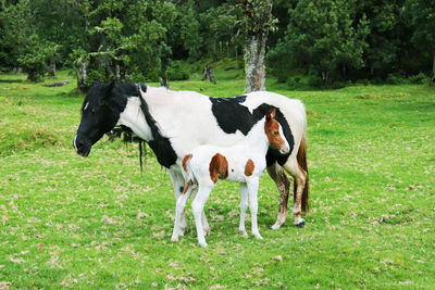 Horse grazing on field