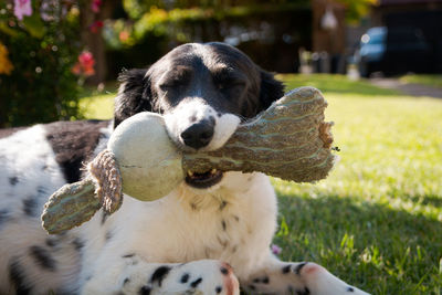 Close-up portrait of a dog on field