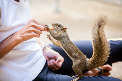 Midsection of man with squirrel