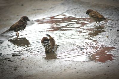 View of birds in water