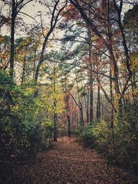 Trees in forest during autumn