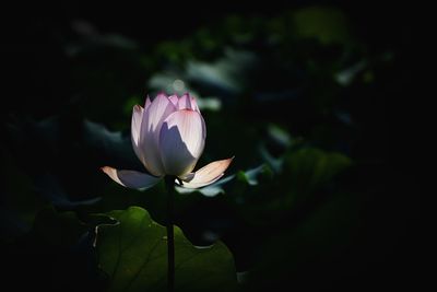 Close-up of pink water lily