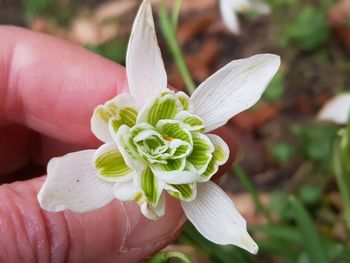 Close-up of hand holding flowering plant