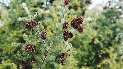 Close-up of flowers growing on tree