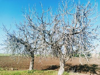 Low angle view of bare trees against clear blue sky