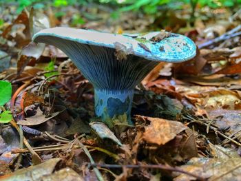 Close-up of mushroom in field