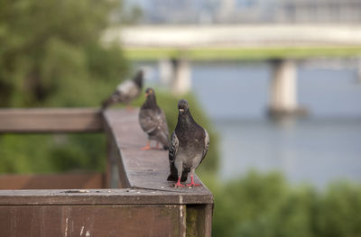Pigeons perching on fence at riverbank
