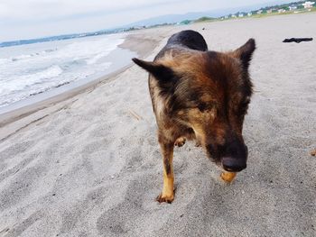 Close-up of horse on beach against sky