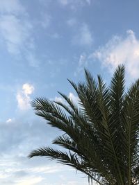 Low angle view of palm tree against sky