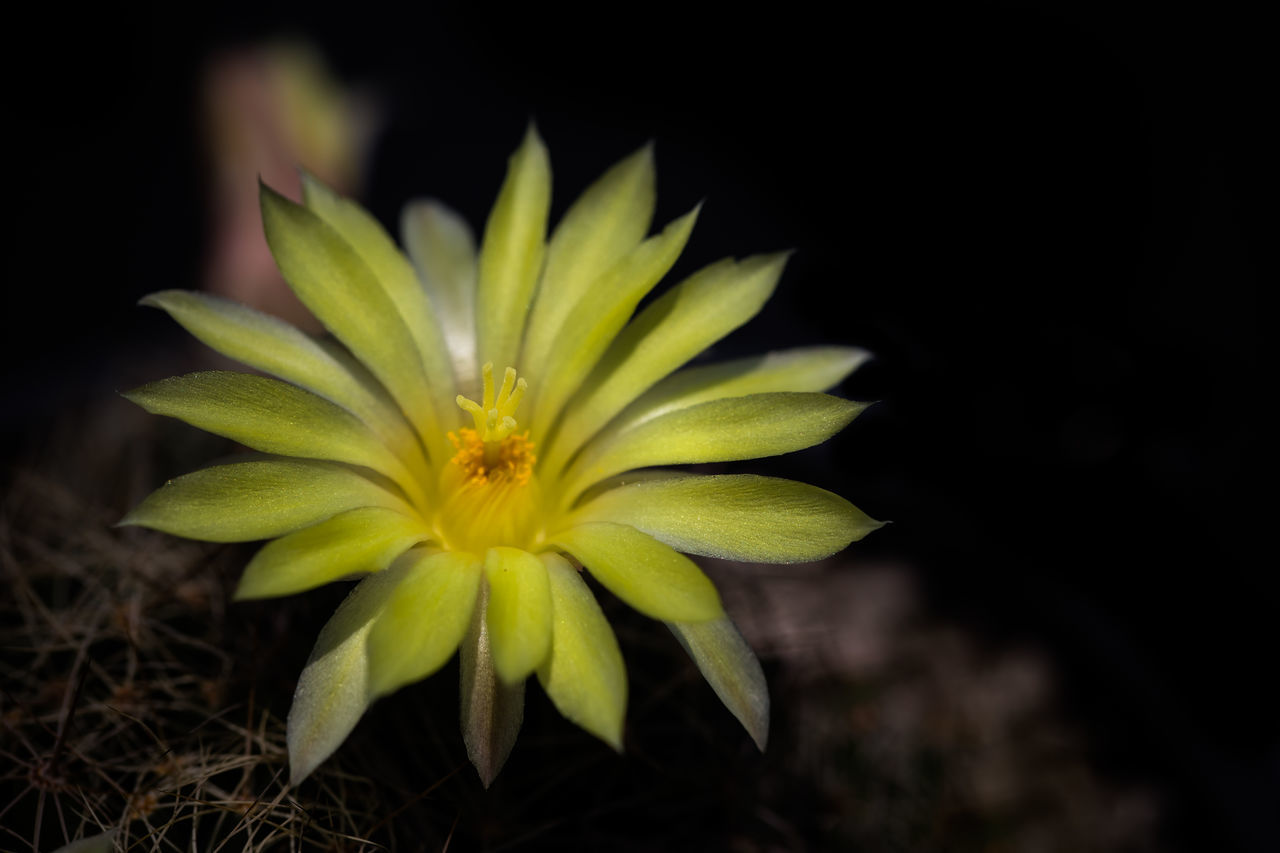 CLOSE-UP OF YELLOW FLOWER