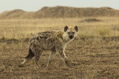 Portrait of lion in a field