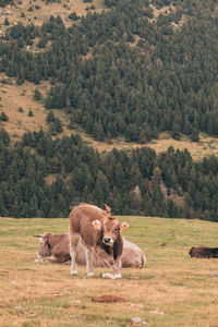 Horse grazing on field