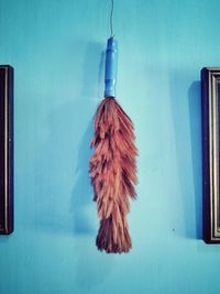 Close-up of feathers on table against blue wall