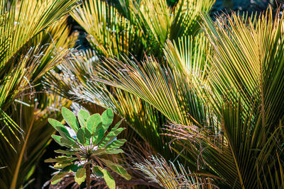 Close-up of palm tree leaves