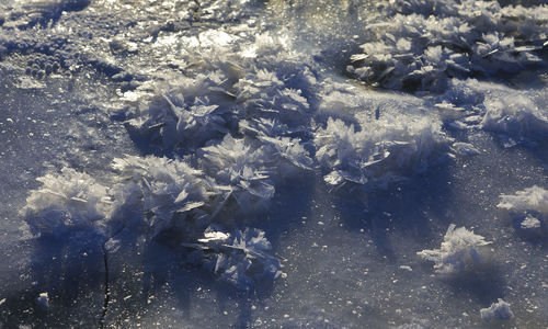 High angle view of fish swimming in sea