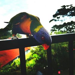 Low angle view of parrot perching on tree against sky