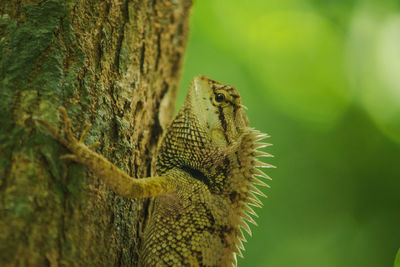 Close-up of lizard on tree trunk