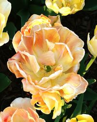 Close-up of orange rose