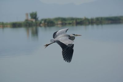 Bird flying over lake