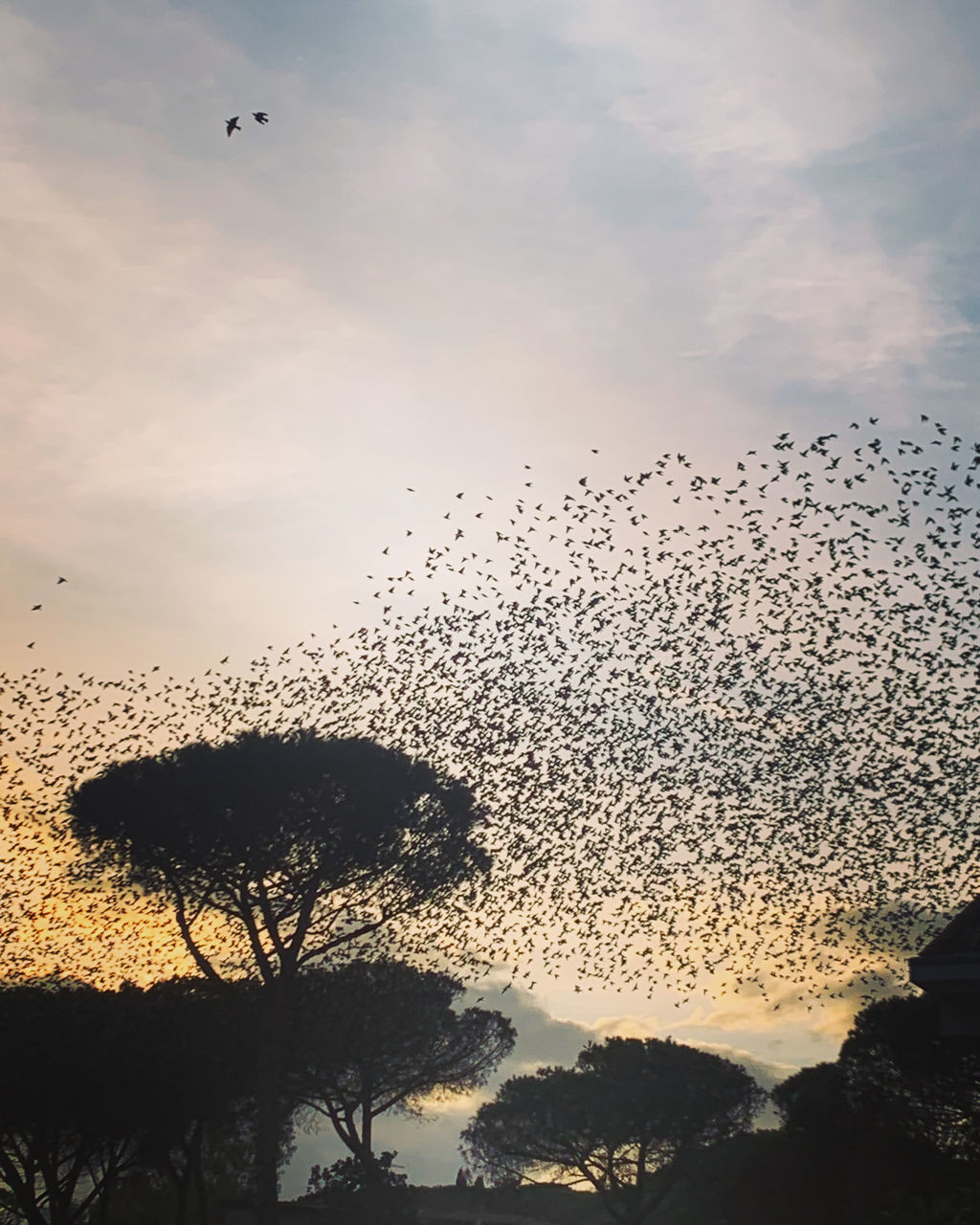 BIRDS FLYING AGAINST SKY