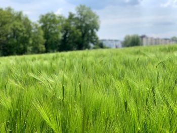 Crops growing on field