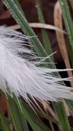 Close-up of fresh green grass