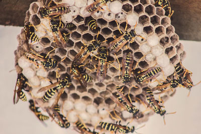 Close-up of bee on honeycomb